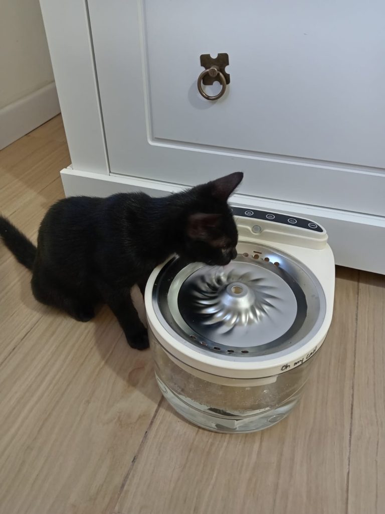 Imagen #1 de Verónica